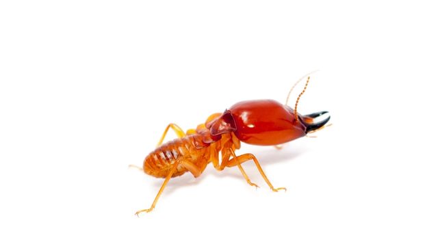 pest-control-service