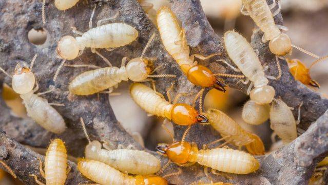 Pest Control Service - Anti termite treatment