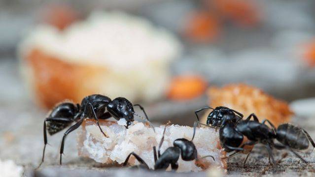 Pest Control Service - Rodent, Ant, Snake, Mosquito Control